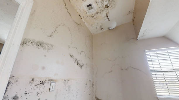 Best Environmental Consulting for Mold Prevention  in Ludowici, GA