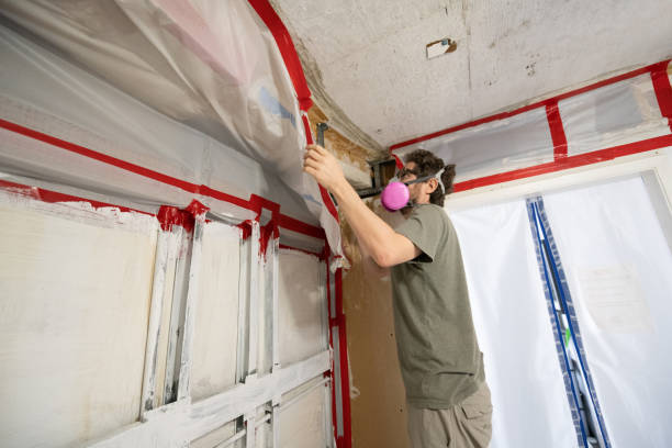 Best Mold Damage Restoration  in Ludowici, GA