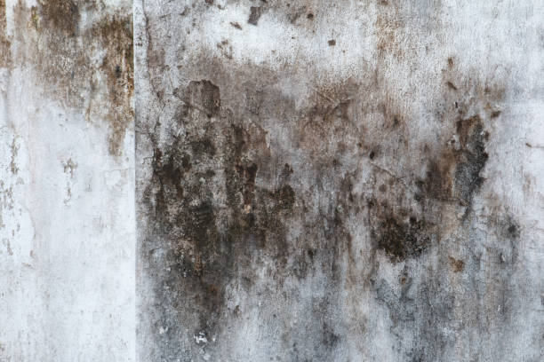 Best Airborne Mold Testing  in Ludowici, GA
