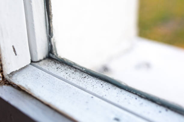 Best Mold Odor Removal Services  in Ludowici, GA