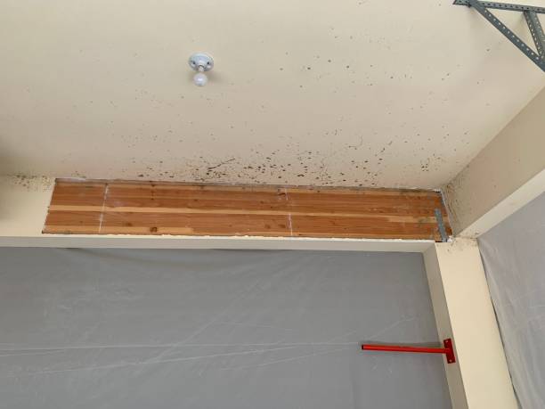 Best Emergency Mold Remediation  in Ludowici, GA