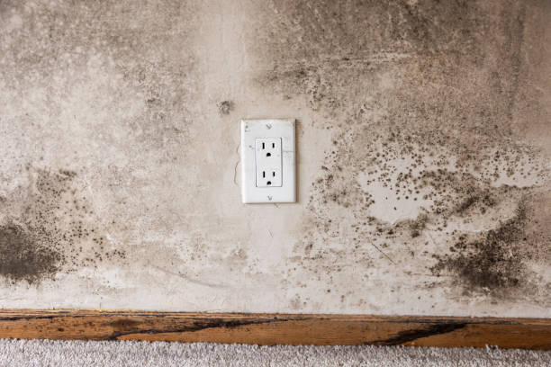 Best Air Quality Testing for Mold Spores  in Ludowici, GA
