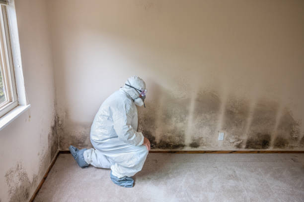 Best Attic Mold Removal  in Ludowici, GA